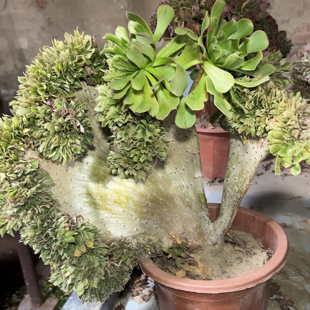 多158肉植物原始绿缀花