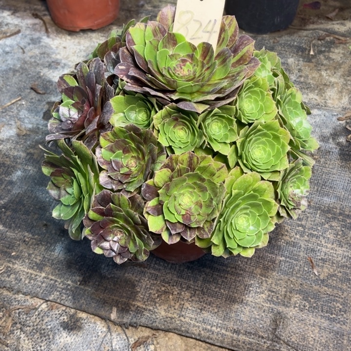 824花月夜多肉一物一拍