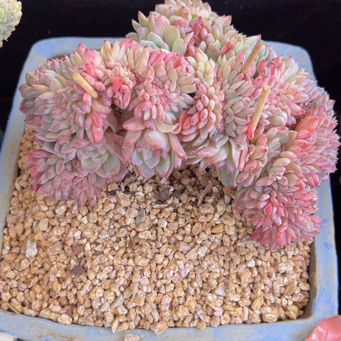 花*朵新年快乐冰魄车里子糖心