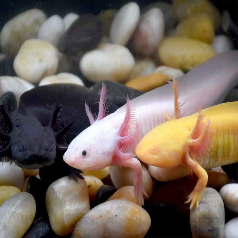 2号小龙鱼·宠物鱼（有瑕疵）