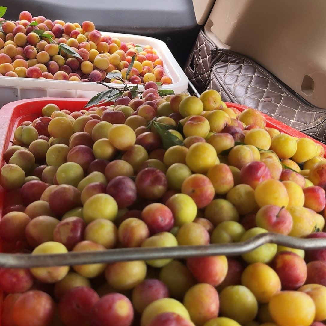 墨李子5斤叙利亚