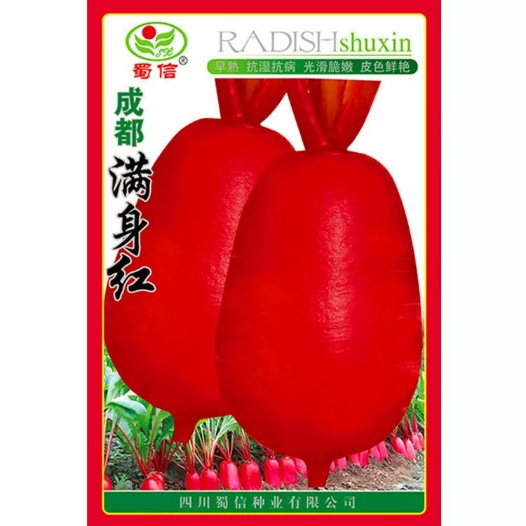 成都满身红红皮白肉味甜耐热性佳四季播种庭院盆栽播红皮