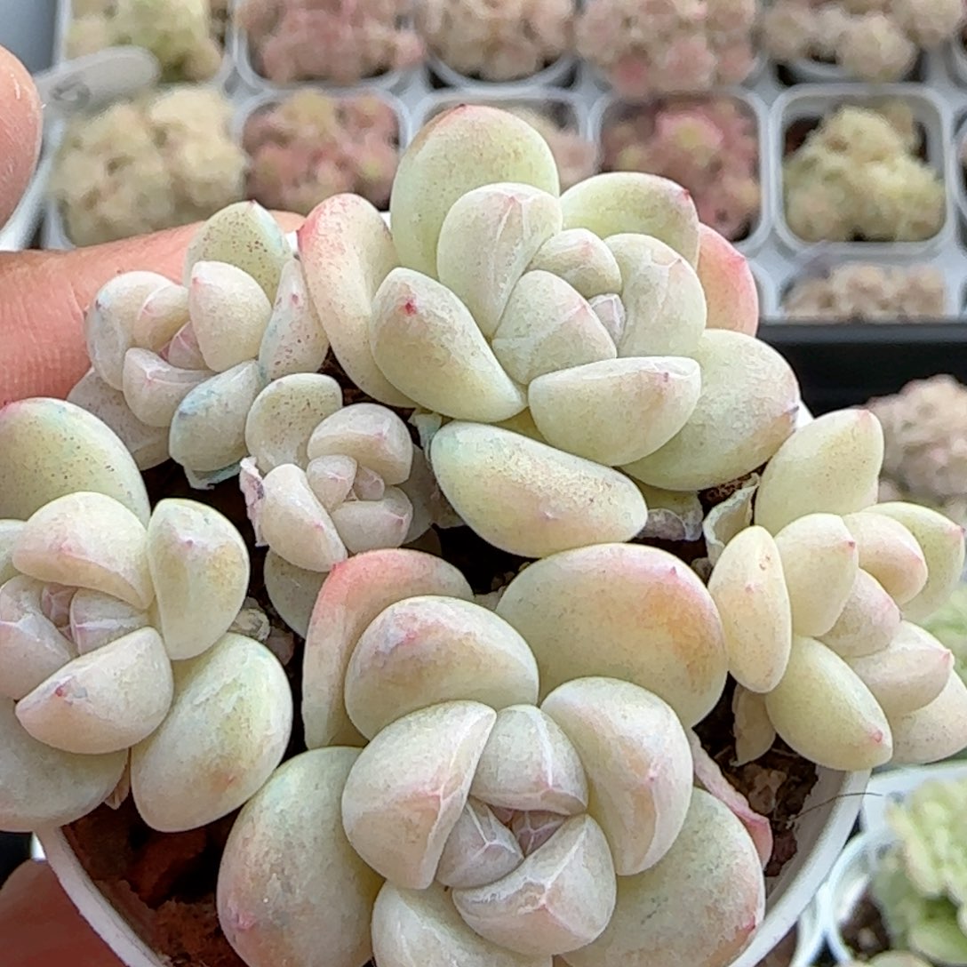 【闪购商品】0221-35奶油冰玉