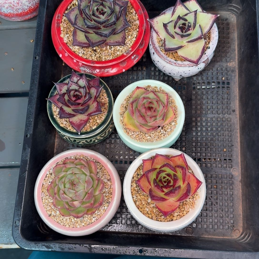 从前慢多肉精选编号1211.373