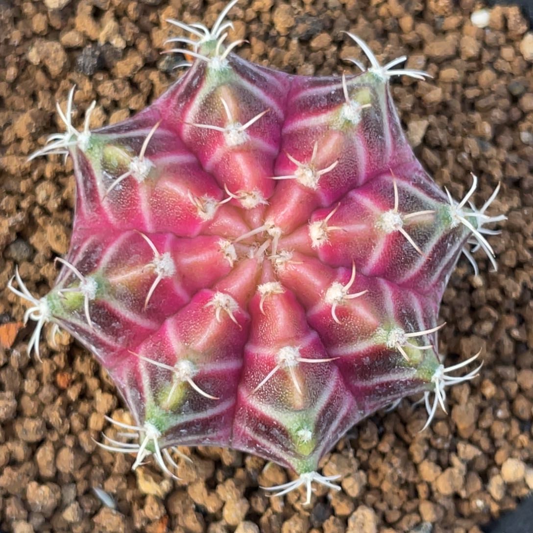 当前无花朵，栽培后可花朵紫粉轮回