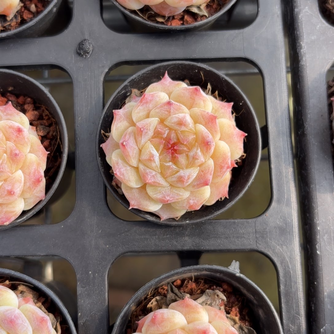 初荷糖心一物一拍