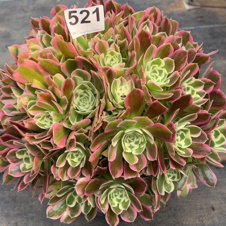 521白凤30厘米左右