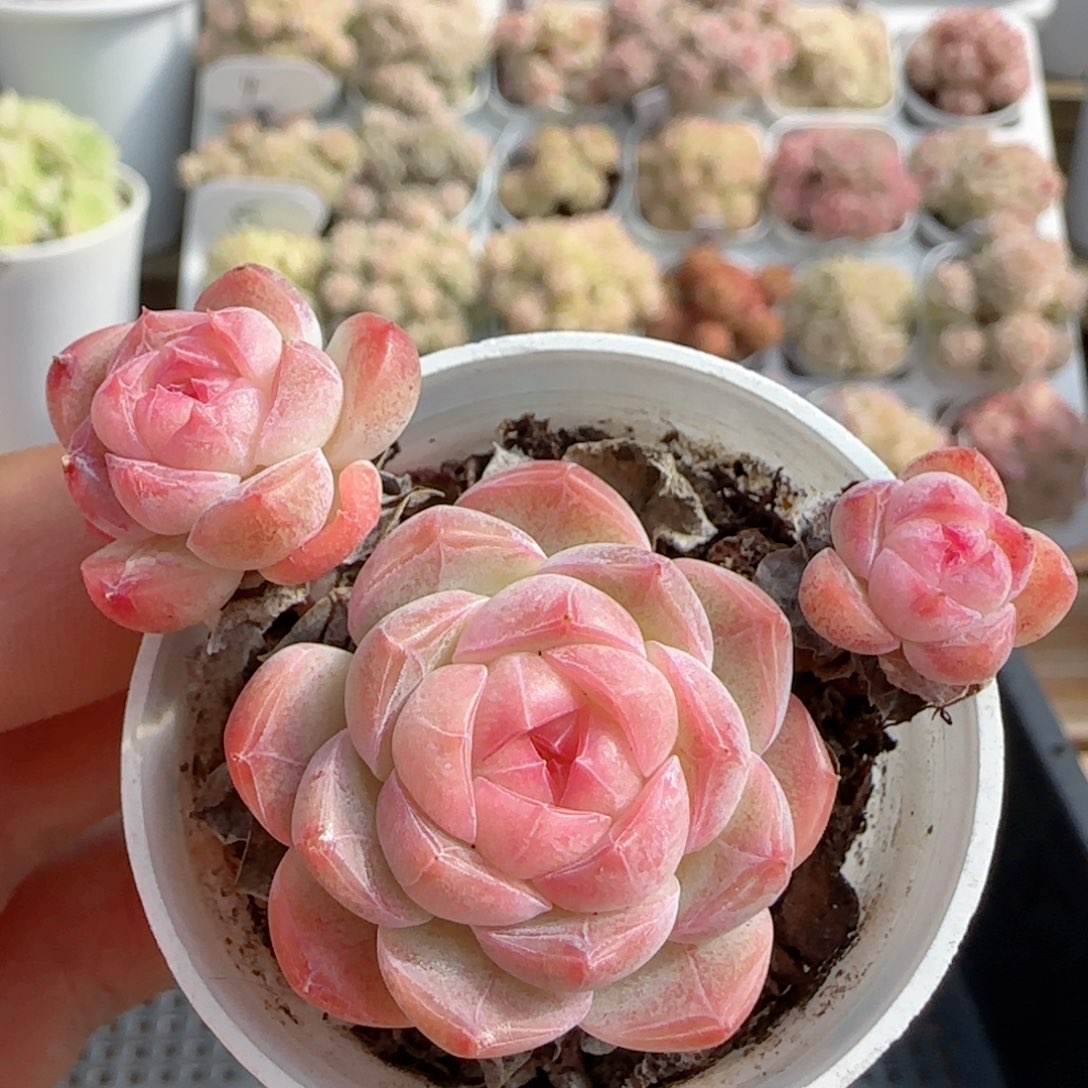 【闪购商品】0123-54糖心开播福利