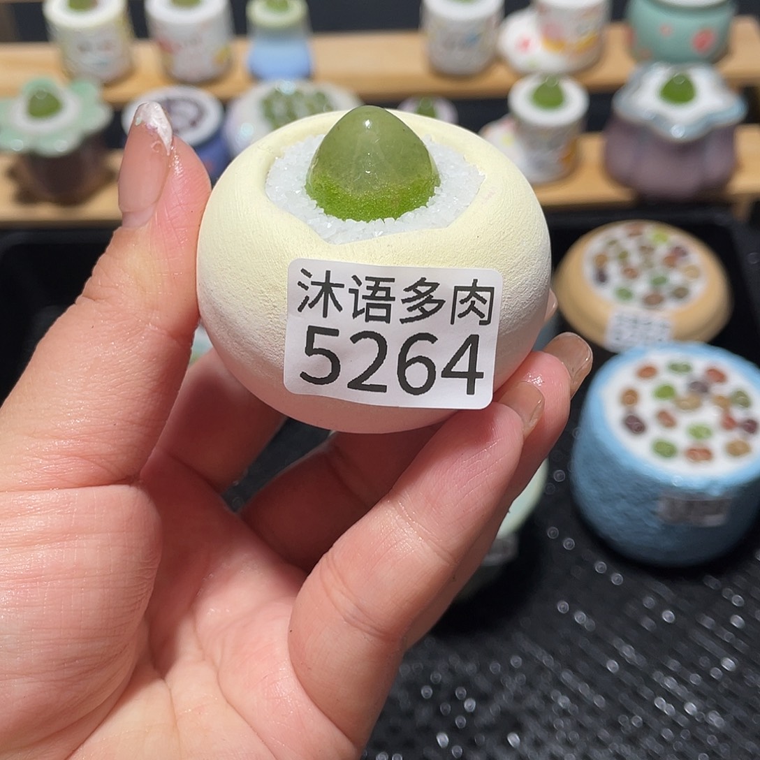 栗***t带盆土植物 一物一拍5264