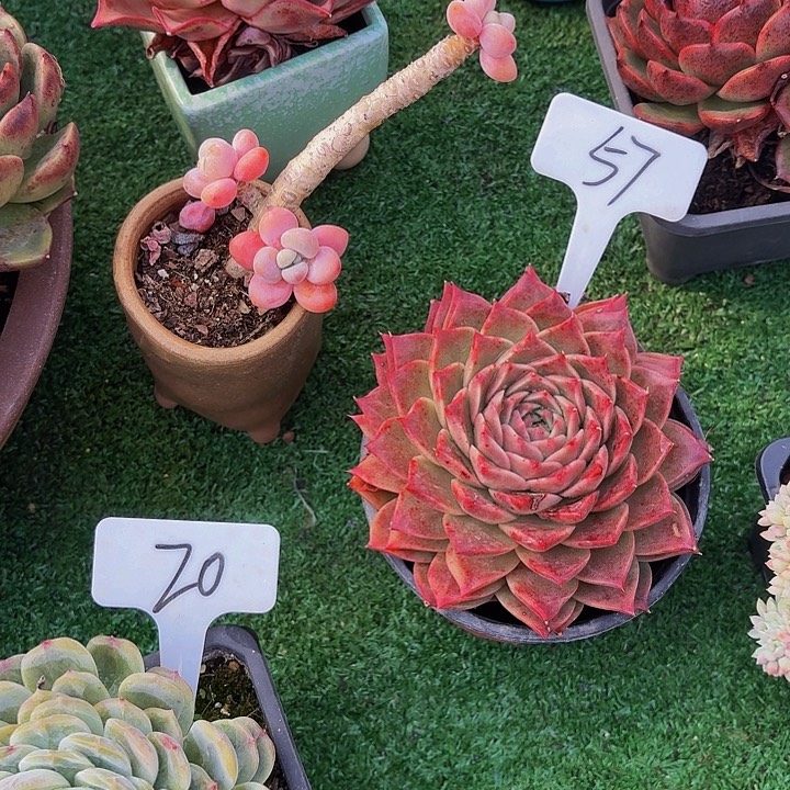 繁***？丽娟花卉杂交单头