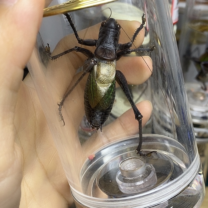 蟋蟀60-135单蝈蝈用户9304