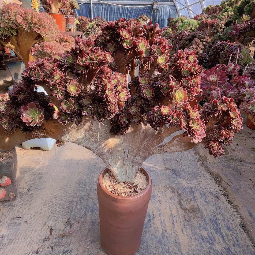 【闪购商品】无花朵梅花朵朵