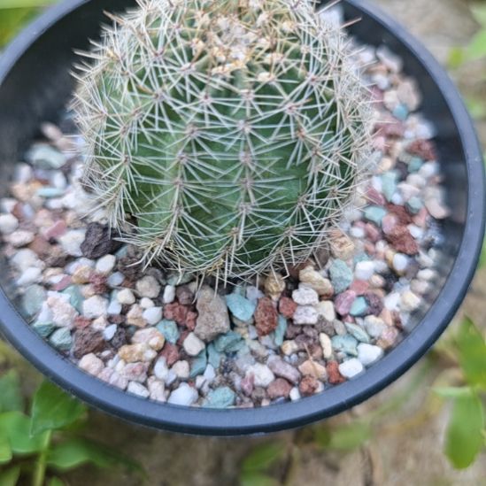 实生丽花属仙人球实生