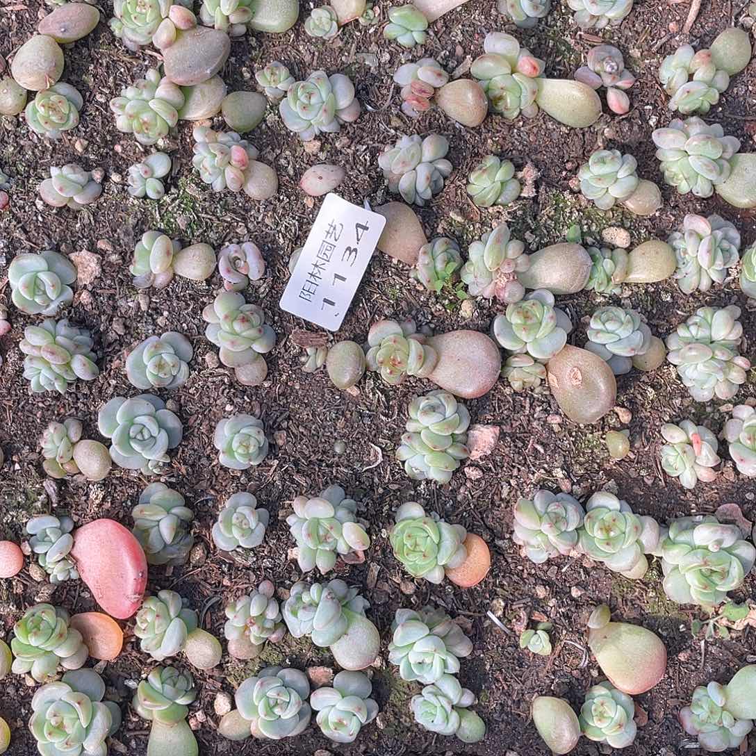晓***肉多肉植物多肉植物1134