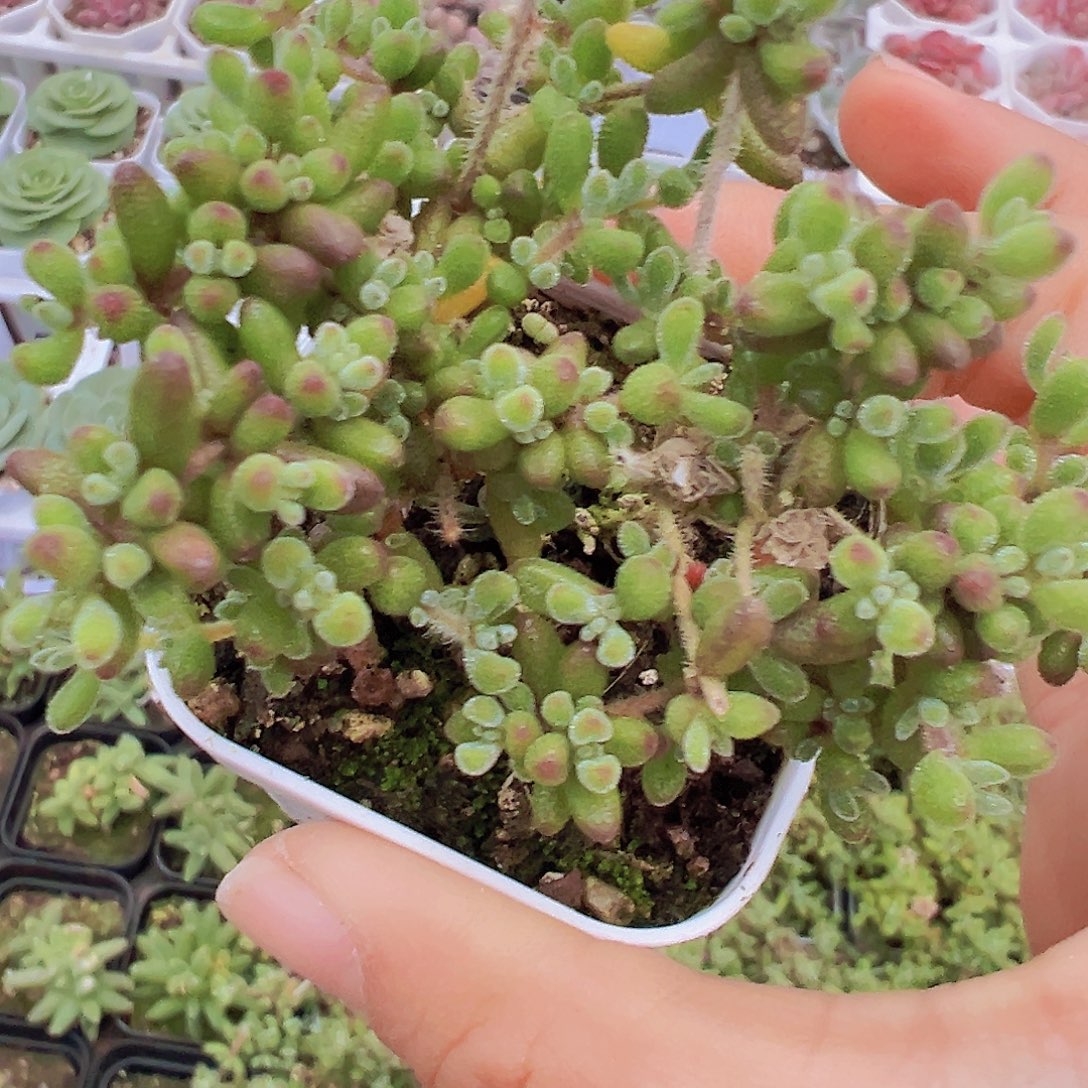 红宝石枝干19包邮