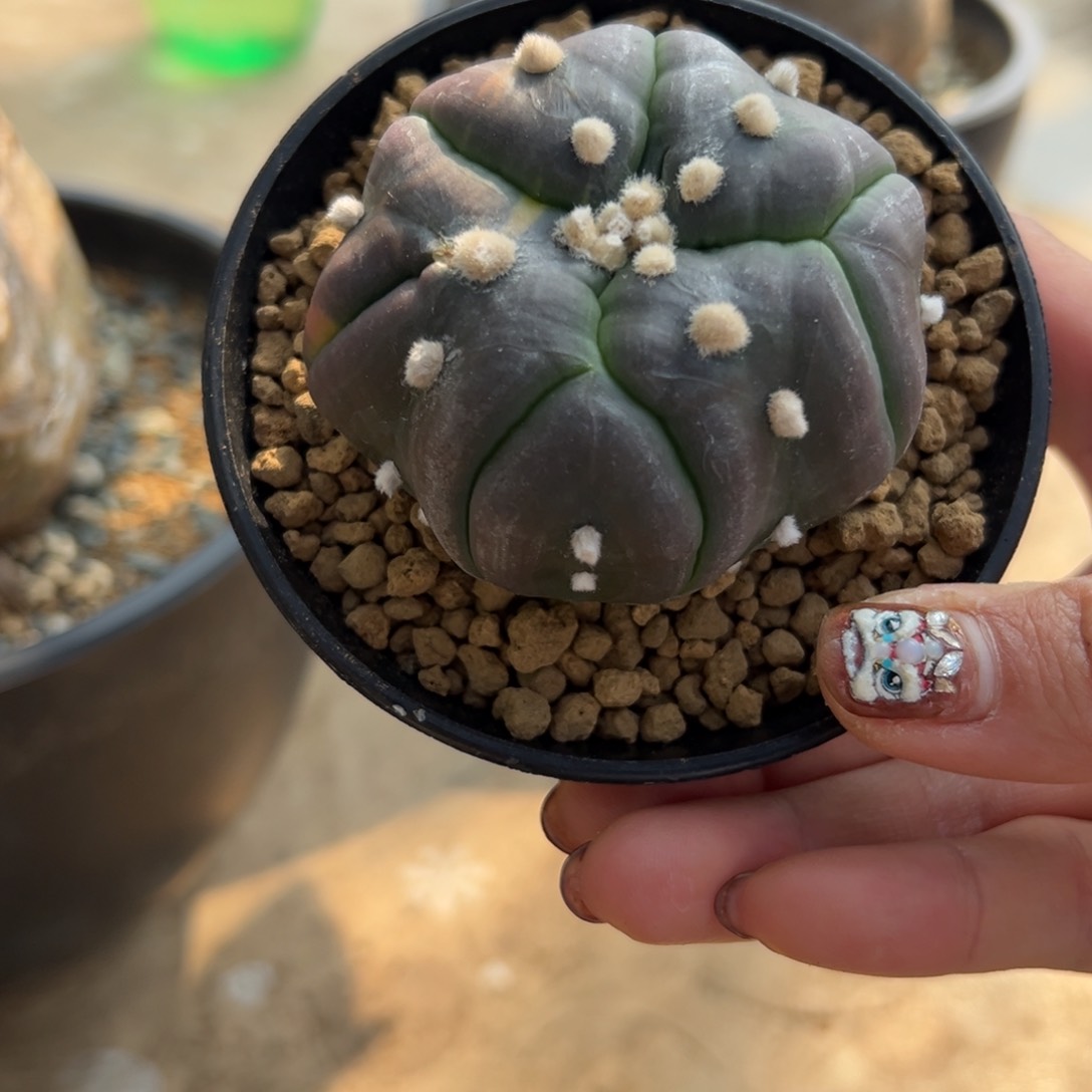 异形兜Wwwwwwwwww w w