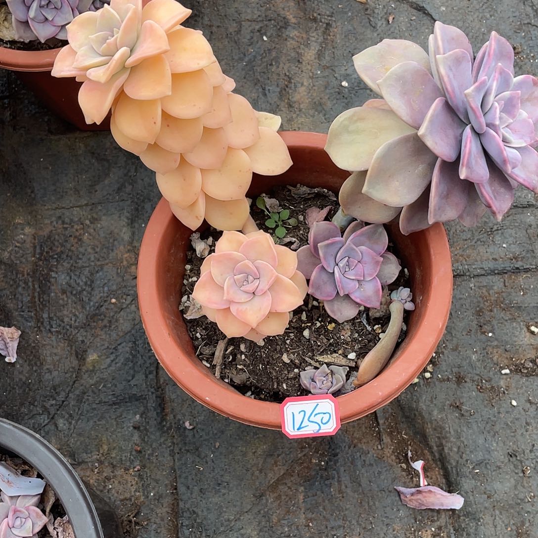 紫乐锦1250 晓晓一物一拍