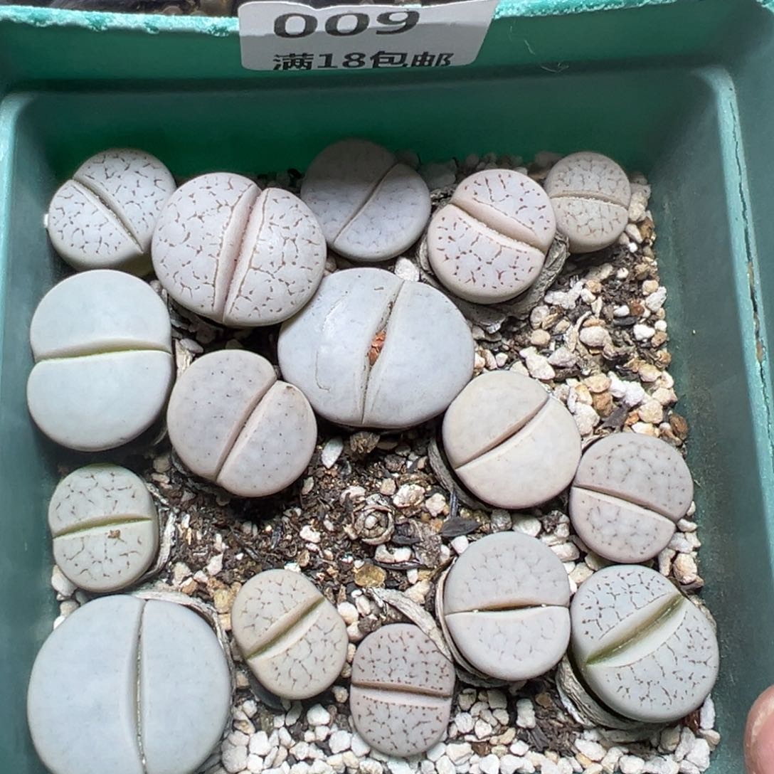 【闪购商品】009……