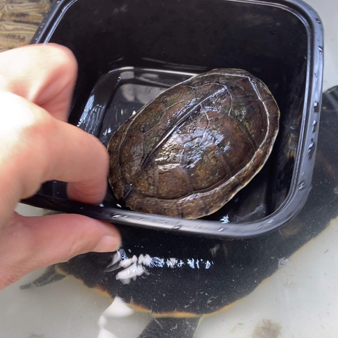 绿毛龟母2号大杂烩