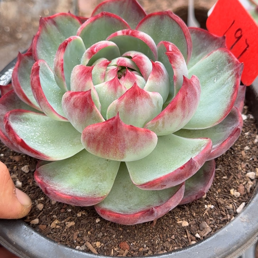 花脸惊鸿一物一拍包装收缩花旱197