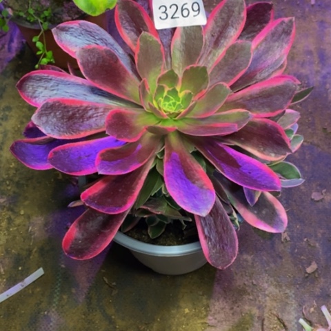 金丝却多肉植物3269