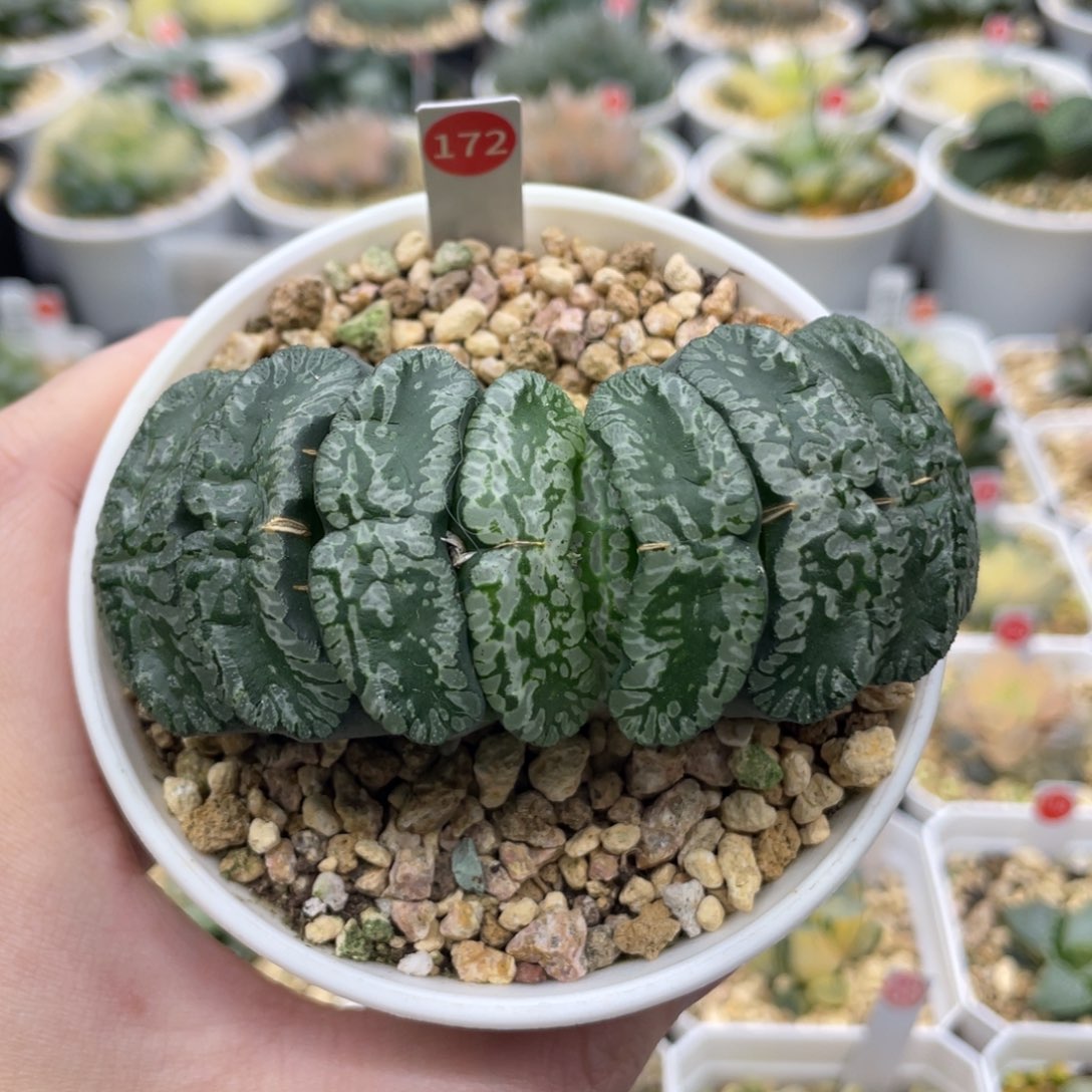 小蔡的菜园 172 玄武母本