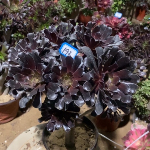 巧魔法师一物一拍