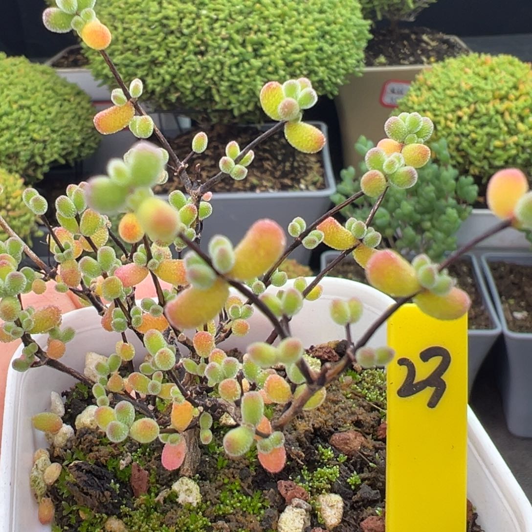 翡翠枝干23号5.5cm盆