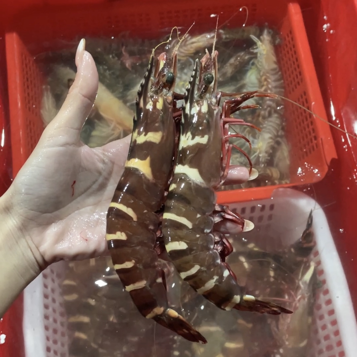 临时链接 直播间看到什么就是什么