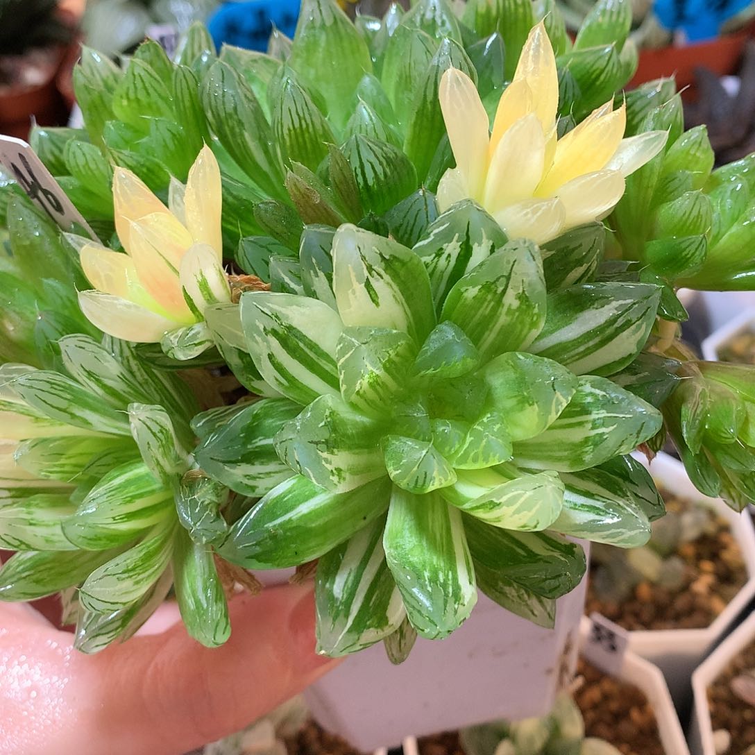 46号群生花火玉露锦