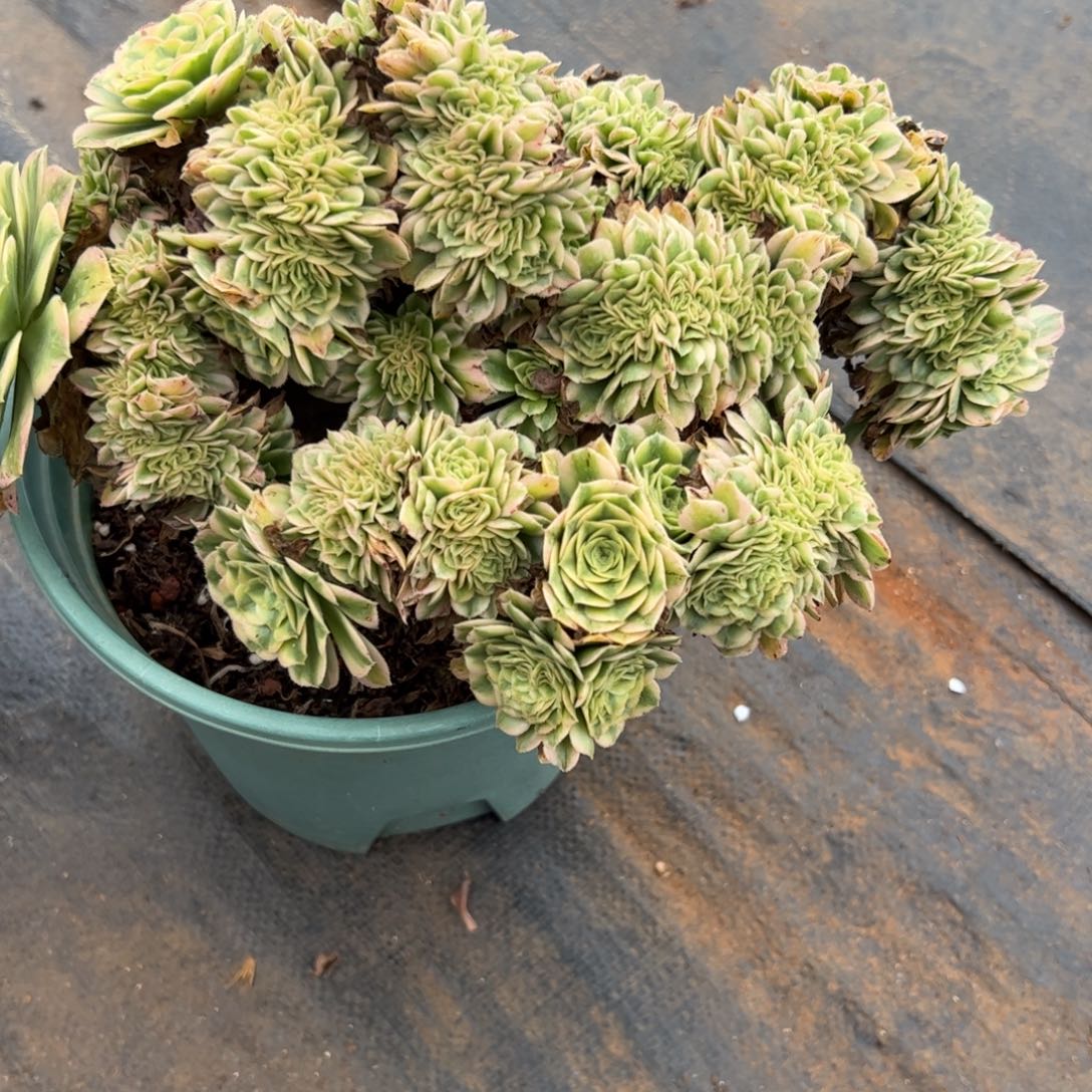 艳宁老桩缀化朵缀