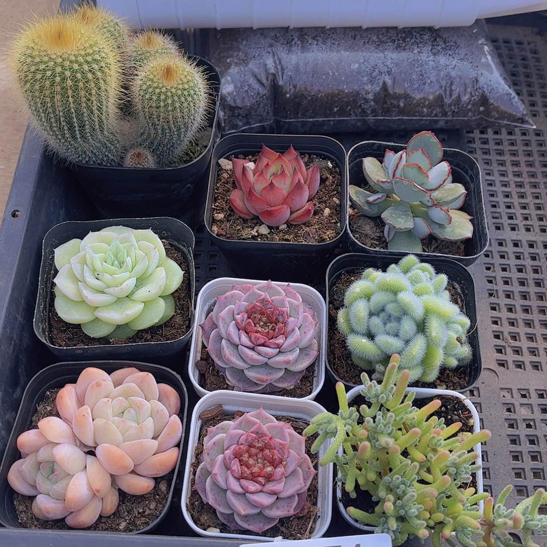 多肉474多肉植物