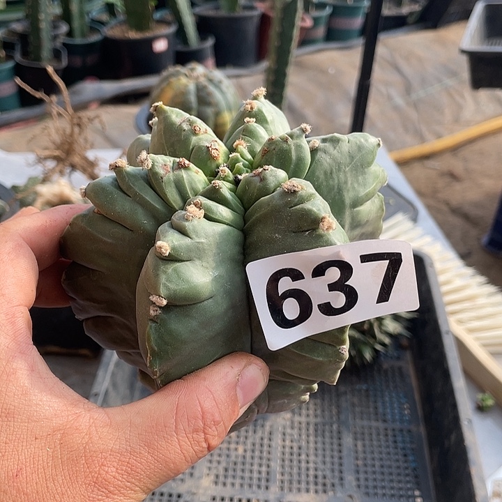 完全开放637龟甲栾一个