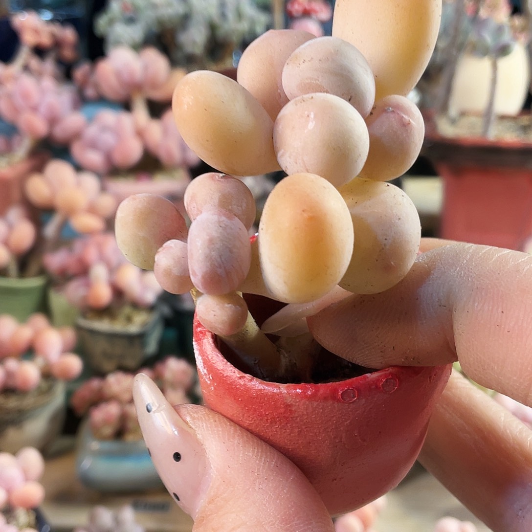 悟***问多肉植物的生长发育和生长发育等