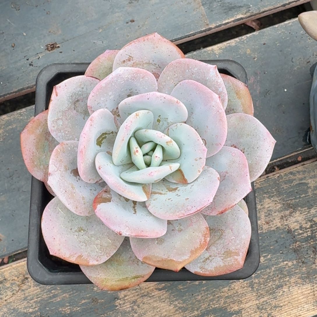 韩版奶茶老桩一物一拍