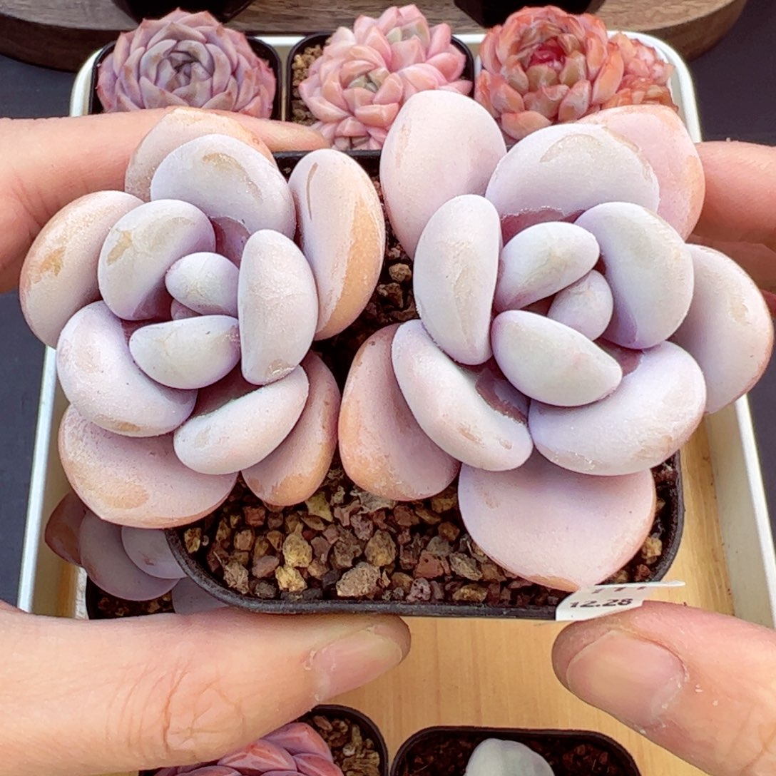 好好看111、哈哈哈哈哈