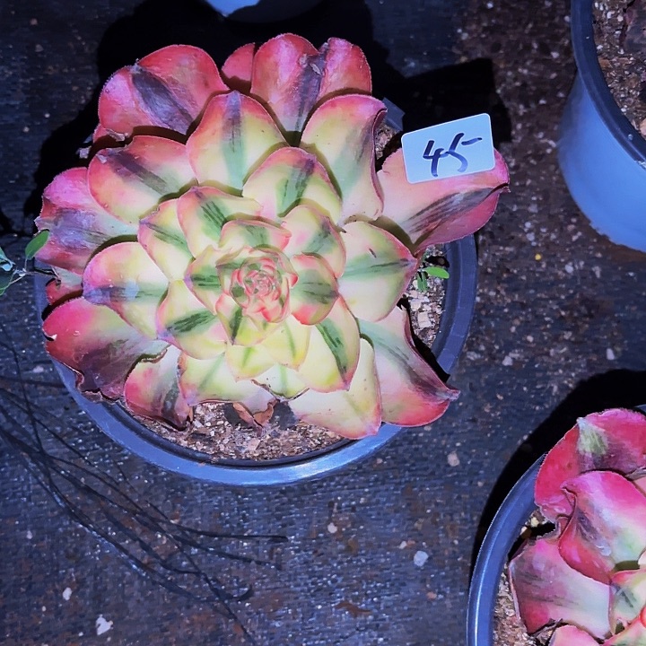 二**姨45多肉植物植物植物植物