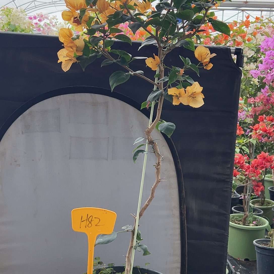 晚***梦大部分花苞少量开放H82金色光辉