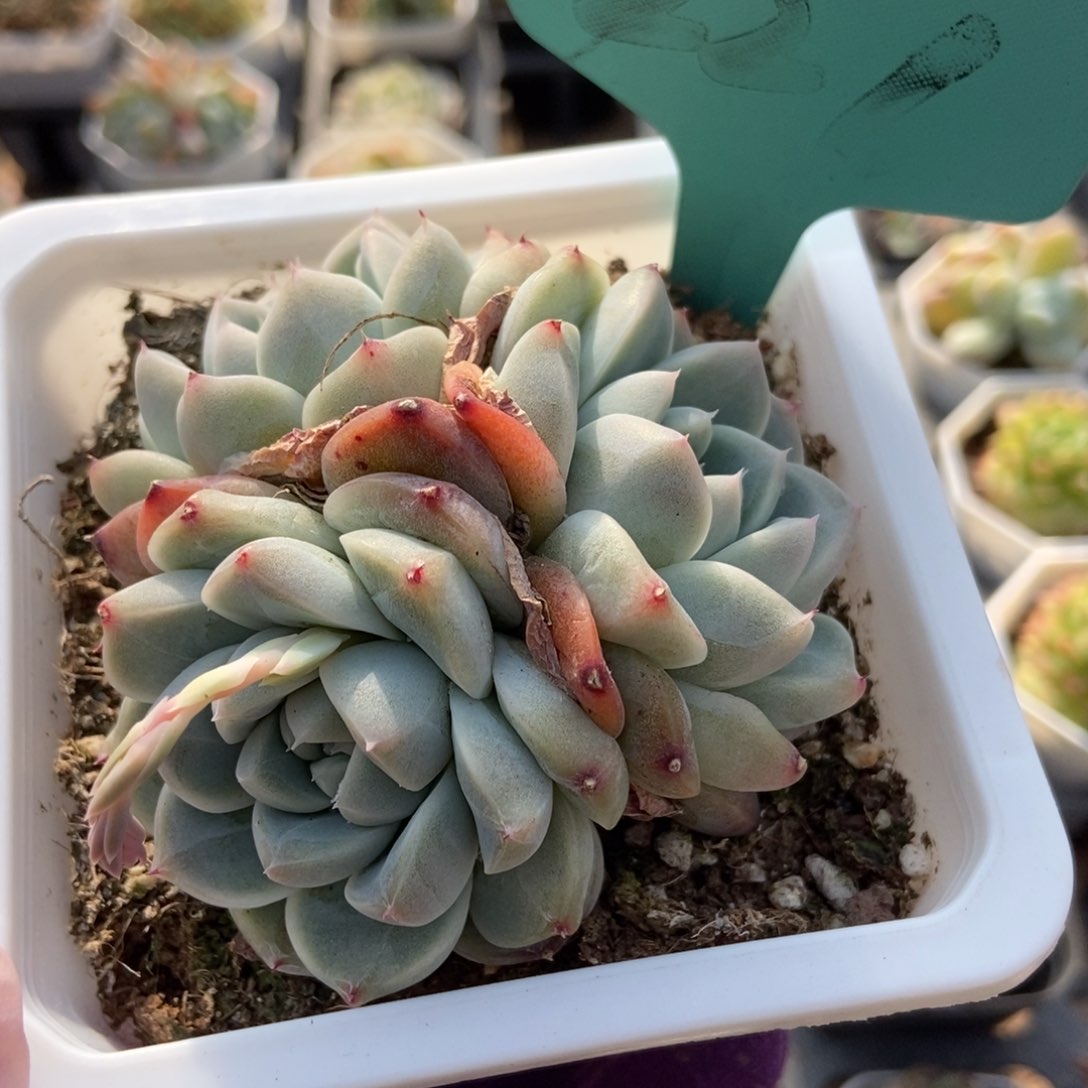 221二八多肉植物保护