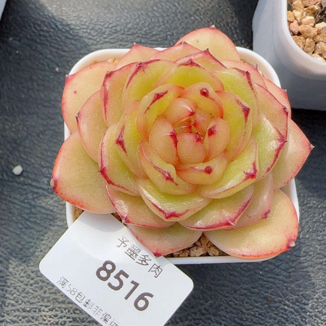 玉芷珍妮，8516多肉
