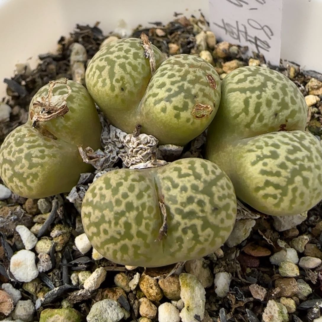 2。9。7001。鸟哈尼。