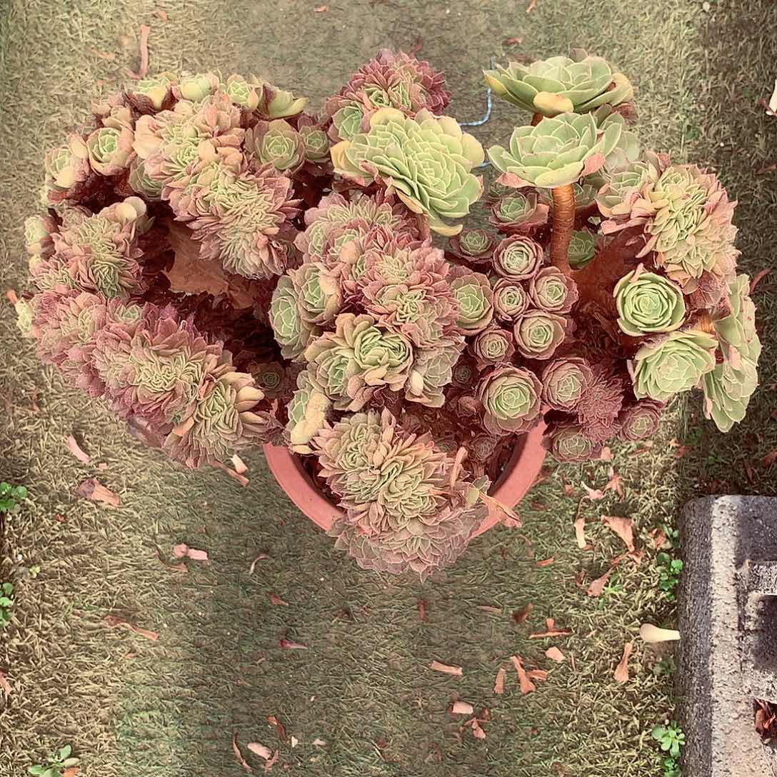 万缀朵朵缀，多肉植物