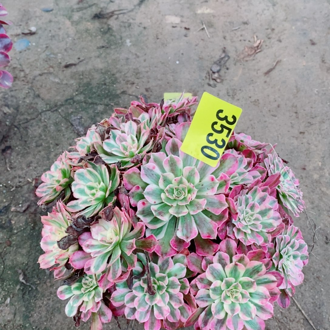 红同白多肉植物3530
