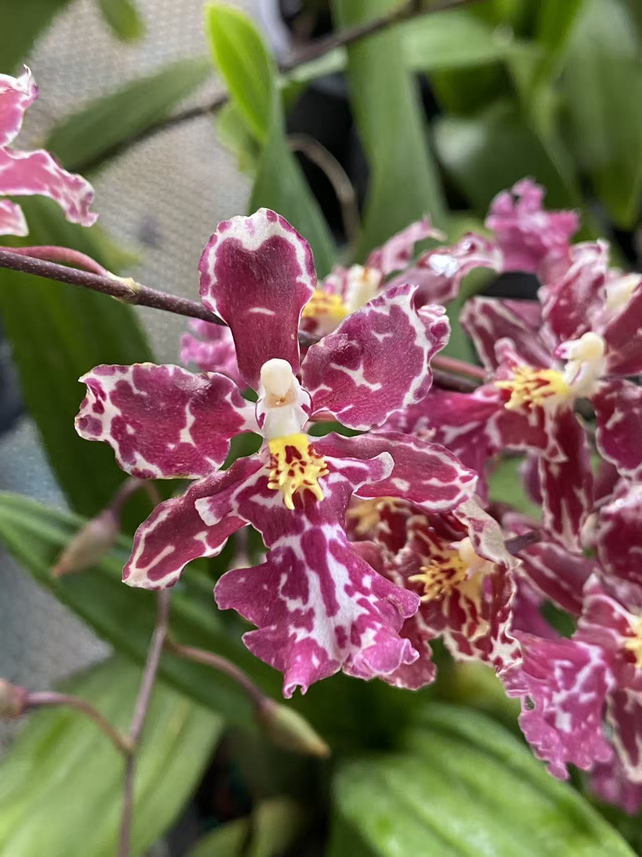 文心兰甜红豆 玫瑰甜香味 粉色豹纹花型 露天苗叶微黄 带花剑卖苗