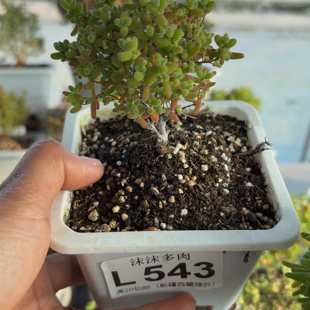 543蜜橘糖球枝干番行