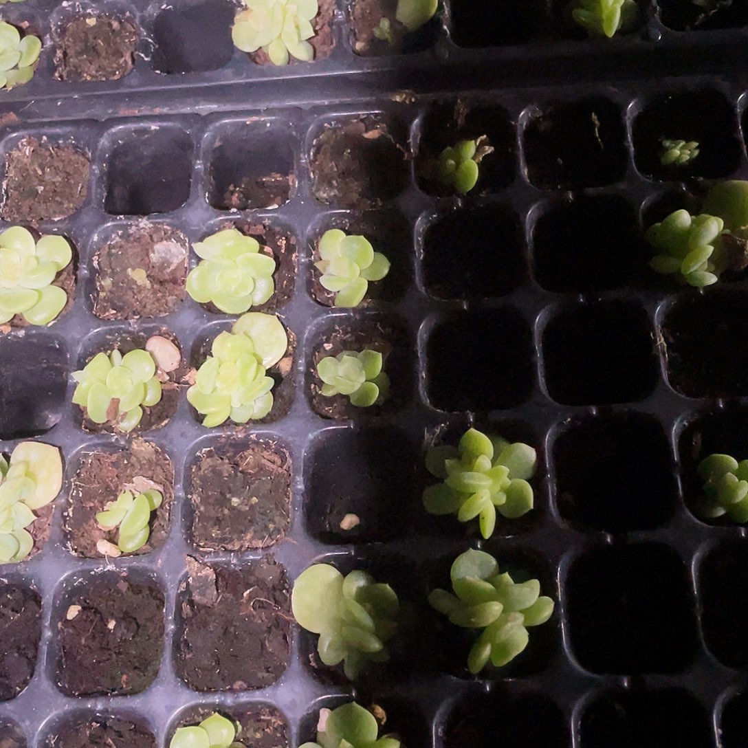 谪仙中苗穴一个满25包邮