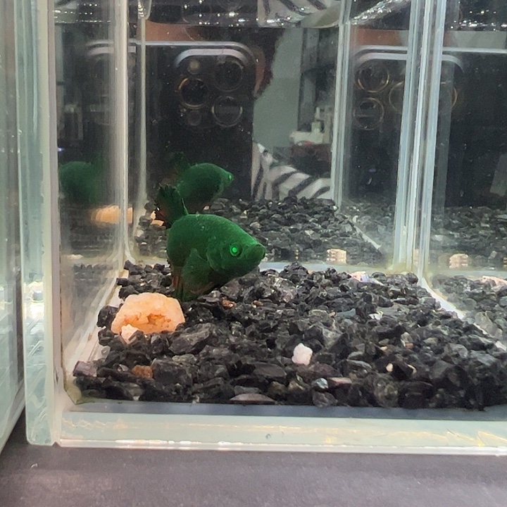 斗鱼跑单拉黑11日18