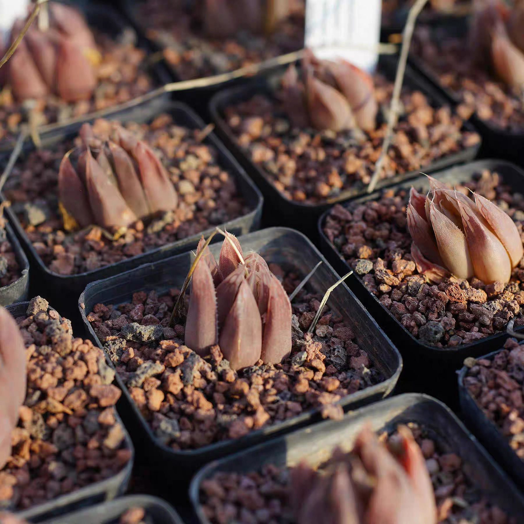 Haworthia cooperi var. leightonii DMC09764