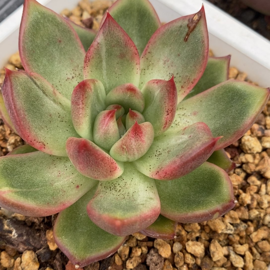 代***～无花朵东云系多肉植物