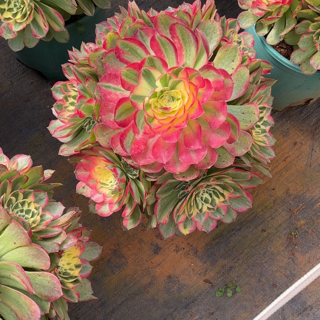 云南多肉植物海鲜